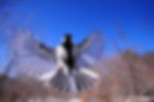 chickadee-1126076_1280.jpg