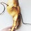 Thumbnail: 18 - Walrus Cow