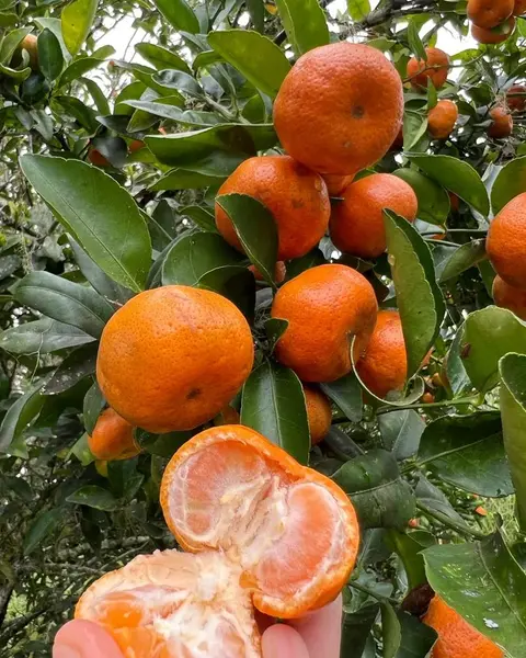 Galapagos Tours, Santa Cruz Island, Giant Turtle Reserve, Santa Cruz Tours, Where to see big turtles on Santa Cruz Island, Galapagos Lava Tunnels, Galapagos Tortoise, Giant Turtles, Darwin Finch