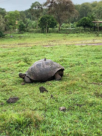 Galapagos Turtles, Galapagos Tortoise, Santa Cruz Turtles, Santa Cruz Tours, Santa Cruz Excursions, Giant Turtles, Giant Tortoises, Galapagos Tours, Galapagos Excursions, Galapagos Cruise Excursions, Santa Cruz Island, Galapagos, Ecuador, Things to do in Santa Cruz, Best tours in Santa Cruz, Best tours in Puerto Ayora, Puerto Ayora tours, Puerto Ayora turtles, Turtle Reserve