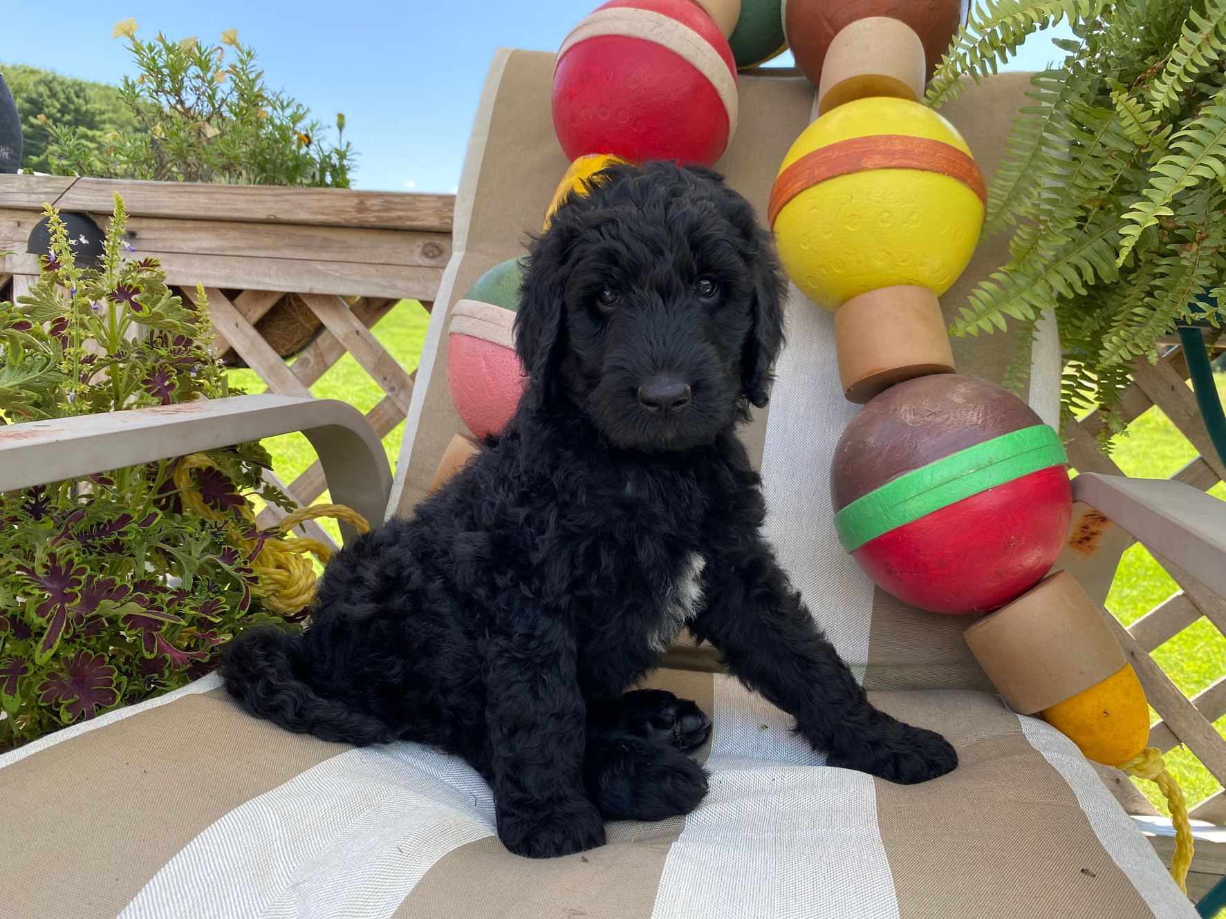 Lido standard cheap poodles