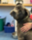 a younger grey dog with a woman's hand on its back