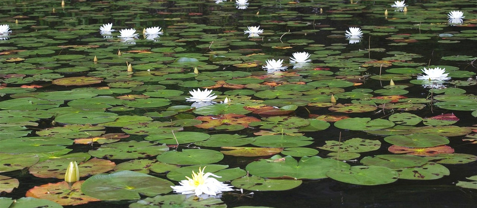 Feature: Exploring the Wild on the Mattaponi from Aylett