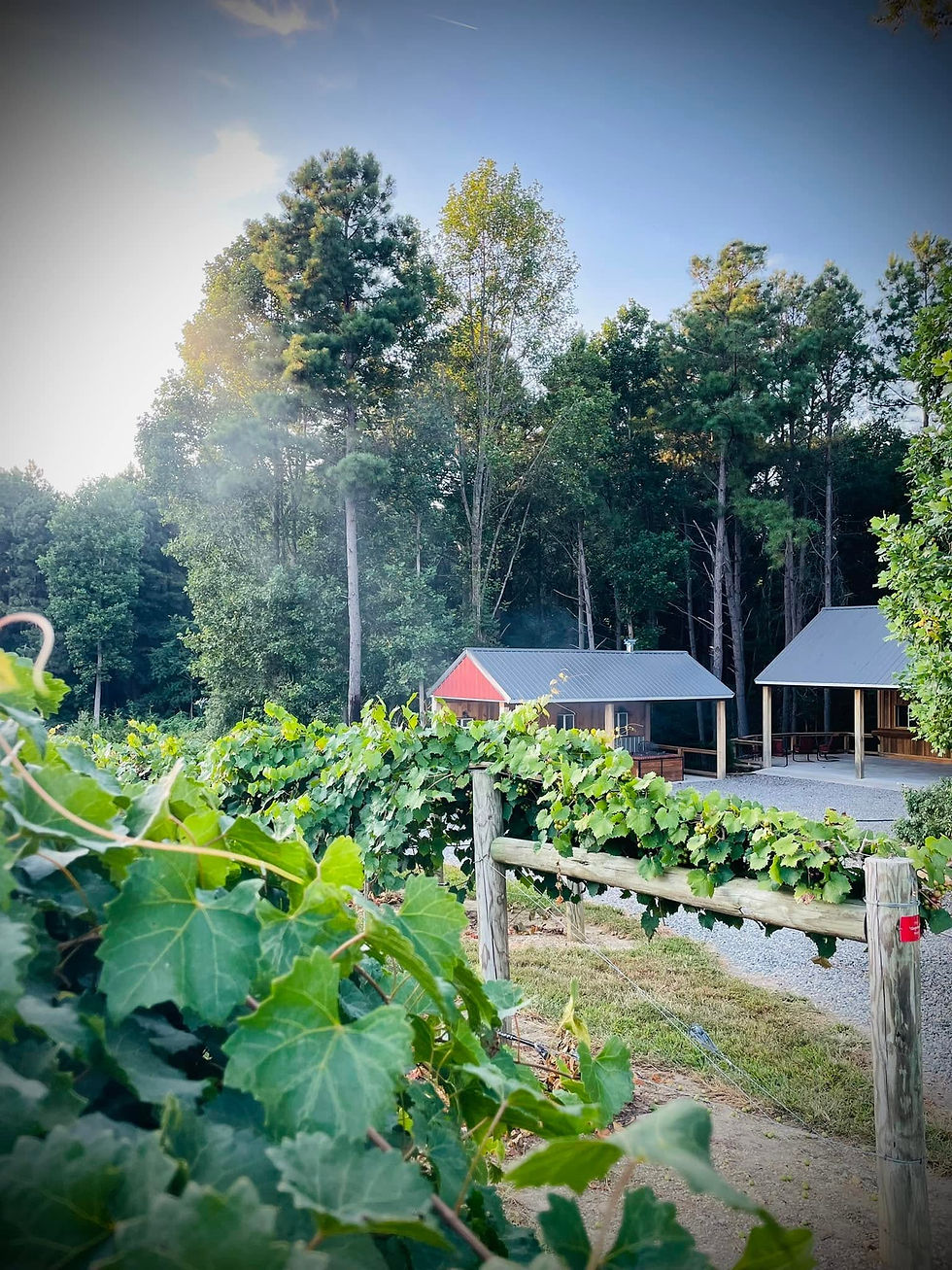 Sunlit vineyard leaves in foreground, with rustic cabins and tall pine trees under a clear blue sky.