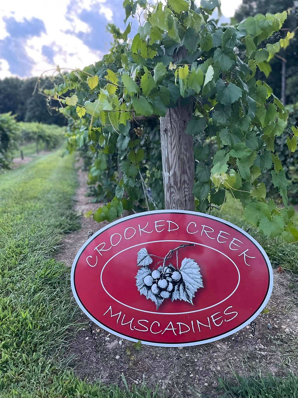 Red Crooked Creek Muscadines sign beside a leafy grapevine in a vineyard under a partly cloudy sky.