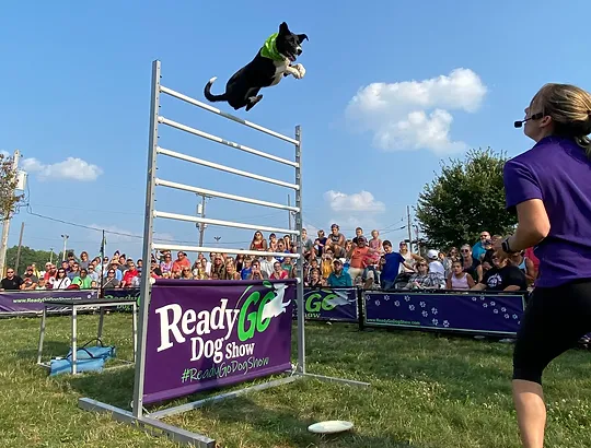 Ready Go Dog Show.webp