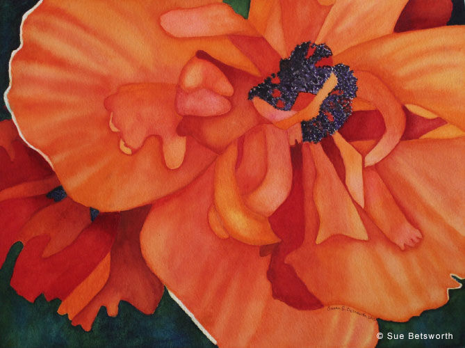 Wild-Poppy,-Betsworth,-Sue