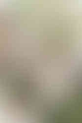 bride being escorted down the aisle as she walks towards her groom. all via unmeasured events