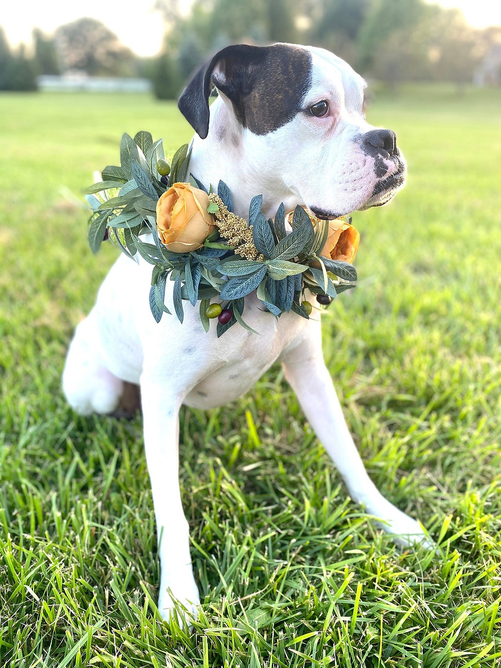 photo of a dog in a greenery and floral crown with orange flowers. Collar is around dog's neck while the dog is sitting in the grass. All via Unmeasured Events