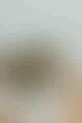 close up of brides white and terracotta baby's breath floral bouquet with white leaves. all via unmeasured events