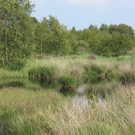 A Pledge to Wonderful Wetlands