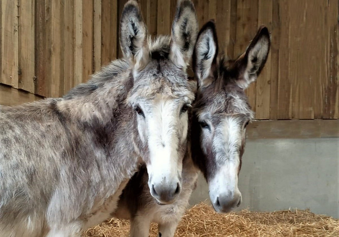 donkey-funds.jpg