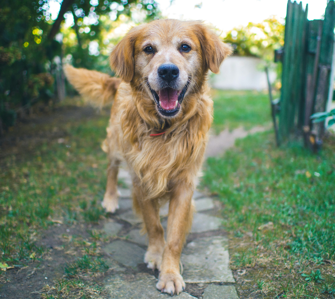 dog-friendly-cornwall.png