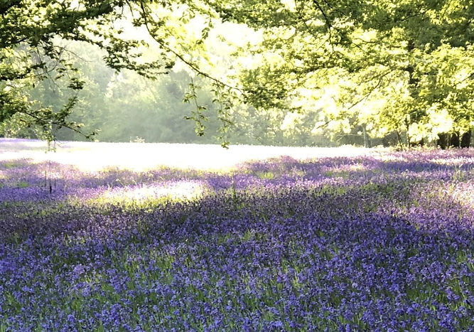 Enys-Gardens.jpg