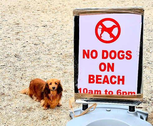 dog-friendly-gylly-beach.png
