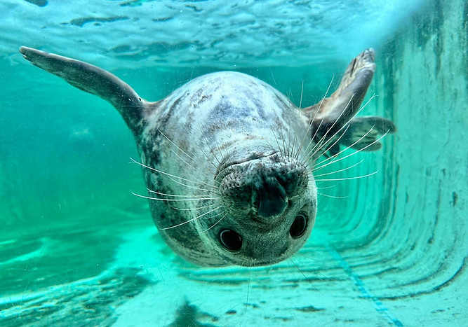 seal-sanctuary.jpg