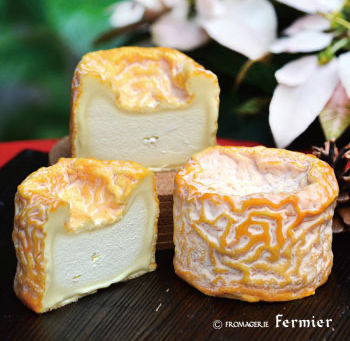 完売： ラングル - ミルクの甘みと成熟した濃厚な味わい