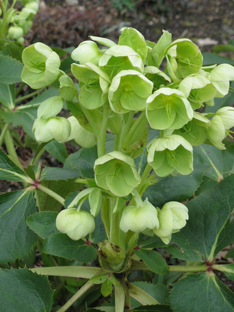 Hellebore (Christmas Rose)