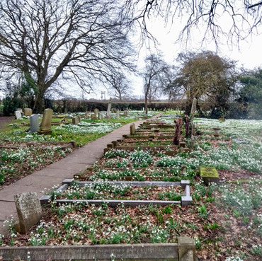 Snowdrops in Huntington Church graveyard