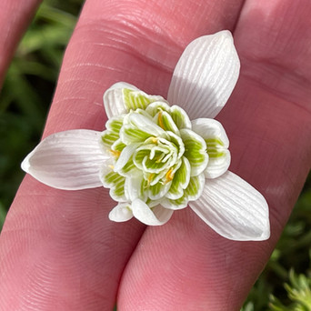 Closeup of a Snowdrop flower’s hidden centre