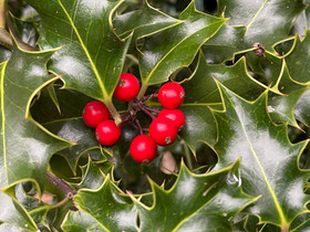Holly Berries