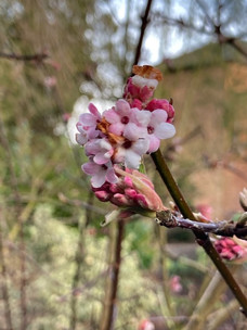 Winter-flowering Viburnum…