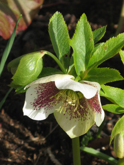 Hellebore (Christmas Rose)