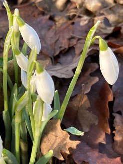 Snowdrops…