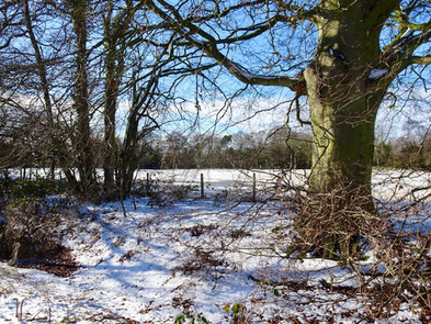 Snow covered farm field