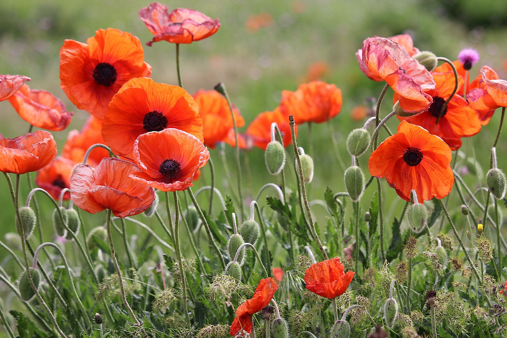 Close-up photo of red field poppies growing wild.