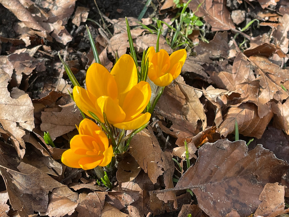 A cluster of yellow Crocus