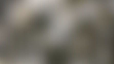 The Community Tree of Hope