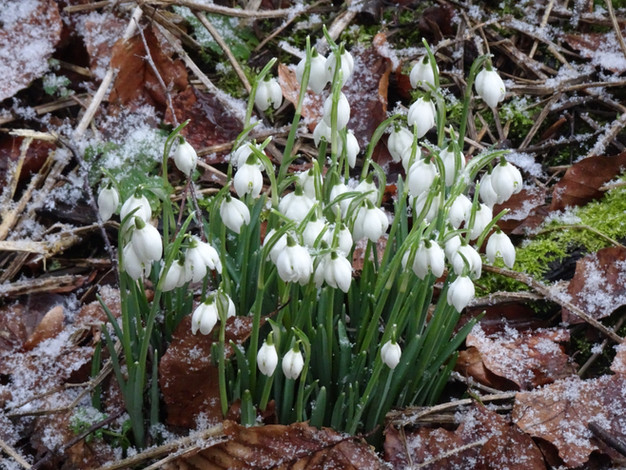Snowdrops…
