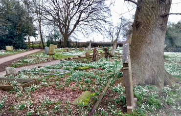 Snowdrops in Huntington Church graveyard