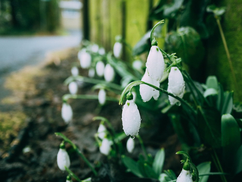 A close-up photo of snowdrops, blooming at the side of a footpath next to a wooden fence.