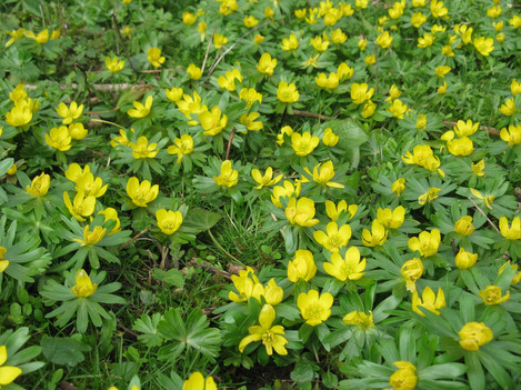 Winter Aconites glow yellow