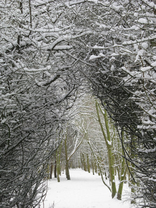 Snow-covered trees form an archway…