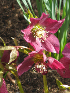 Hellebore (Christmas Rose)