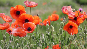 Prayer Walk #2 โ A Walk of Remembrance