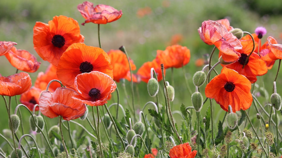 Prayer Walk #2 — A Walk of Remembrance