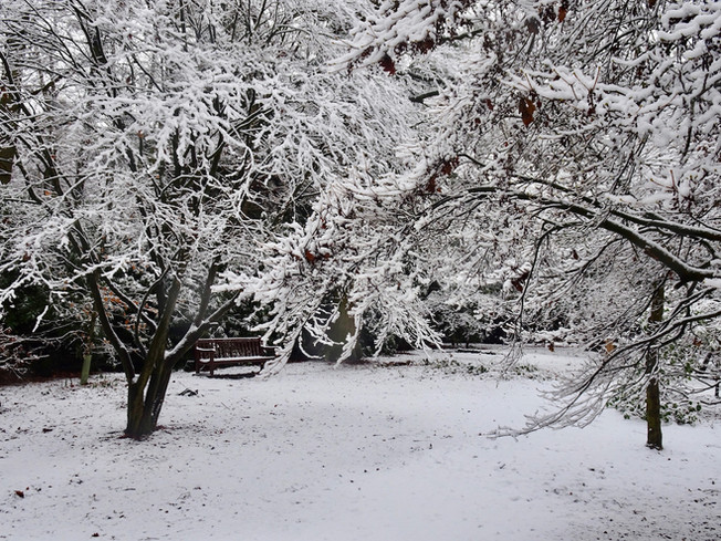 Snow-laden trees in Westfield Wood…