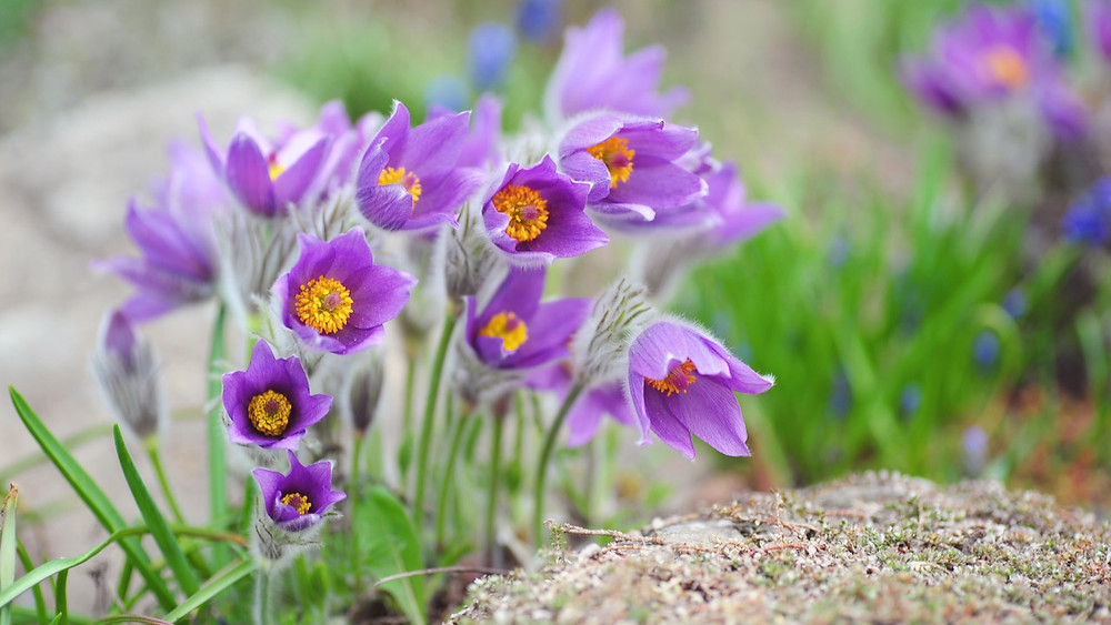 The purple blooms of the Pasque Flower herald that Easter is here.