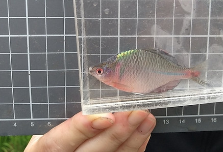 12-高體魚旁魚皮.jpeg