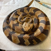 Replica - C. horridus
Timber Rattlesnake Replica
Rattlesnake Replica