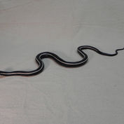 Reptile replica
Snake replica
Snake Replica photo
California Striped Racer
Bledsoe Reptile Replicas