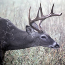 Gerald Keown Wildlife Photography
whitetail deer photo
wildlife photography