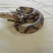 Reptile replica
Snake Replica photo
30" Northern Copperhead
Bledsoe Reptile Replicas