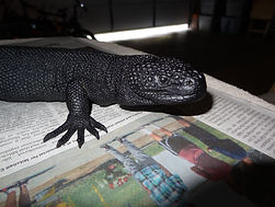 Gila Monster replica raw casting