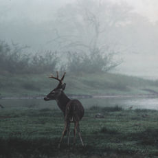 Gerald Keown Wildlife Photography
whitetail deer photo
wildlife photography