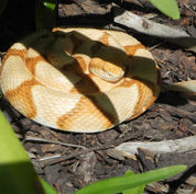 Reptile replica
Snake Replica photo
36" Southern Copperhead
Bledsoe Reptile Replicas